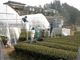 うれしの茶ミット