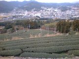 三根若葉園の製茶日記