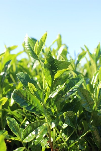 画像3: 【予約受付中】2024年度産　緑茶かぶせ茶【最高品質、100ｇ入】