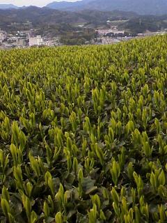 新茶をお届けできるのはもうすぐ